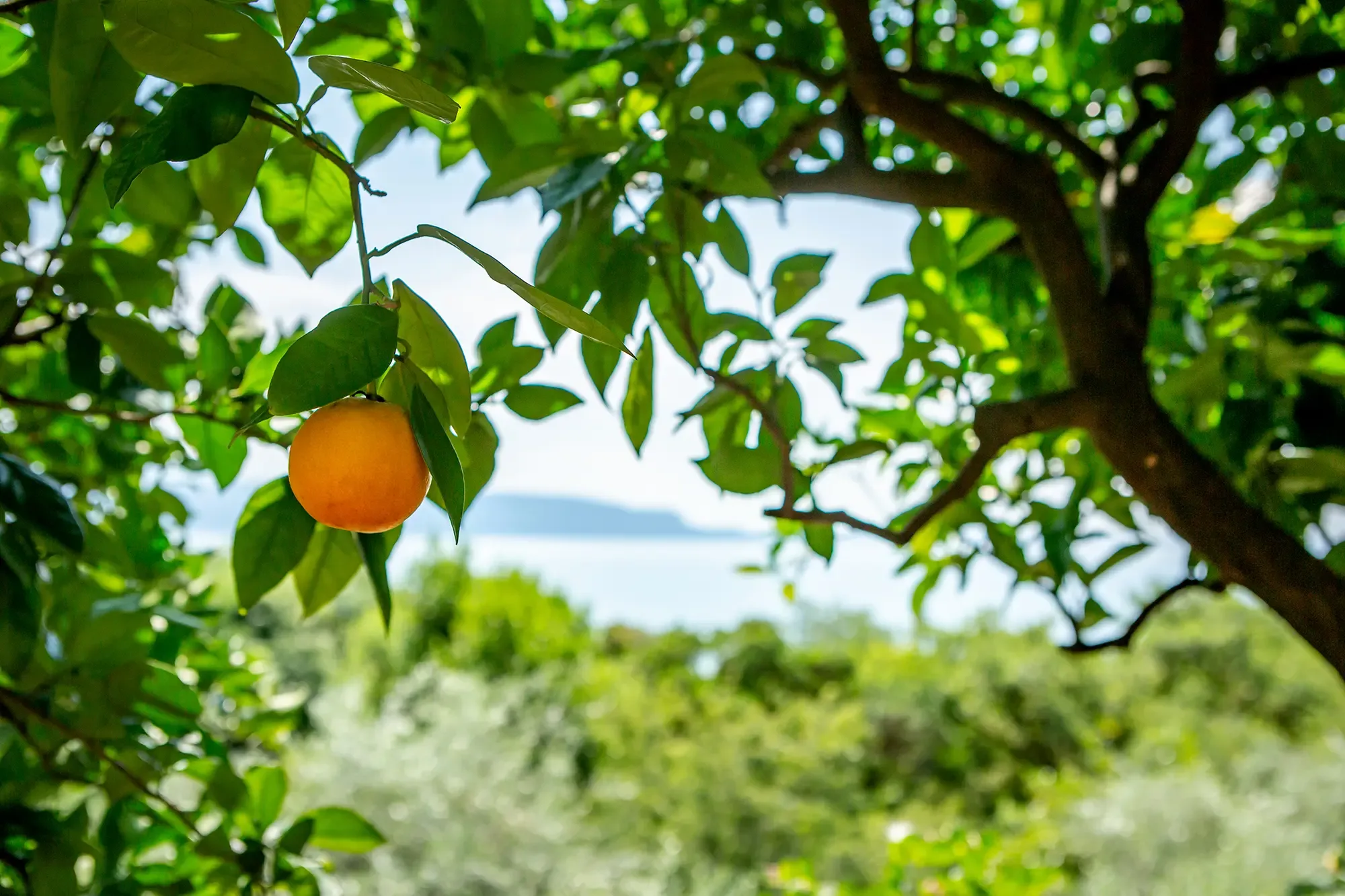 Reife Orange am Orangenbaum, mit Meerblick und grünen Blättern im Sonnenlicht